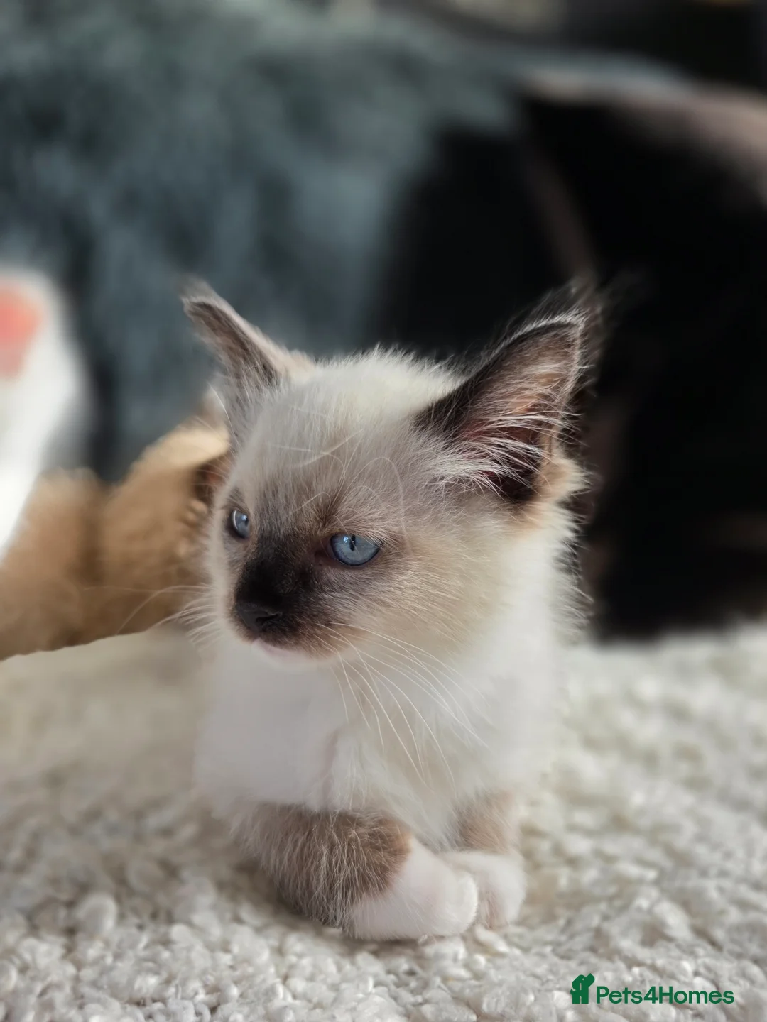 Ragdoll cats for sale: Quality Ragdoll Kittens - Advert 2