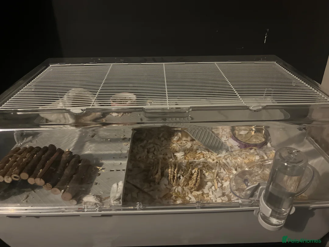 Hamster rodents for sale: Winnie & bear- 2 dwarf hamsters  in Portsmouth - Advert 2