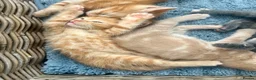 Ragdoll cats for sale: Handsome well handled and social ginger ragdoll x - Advert 21