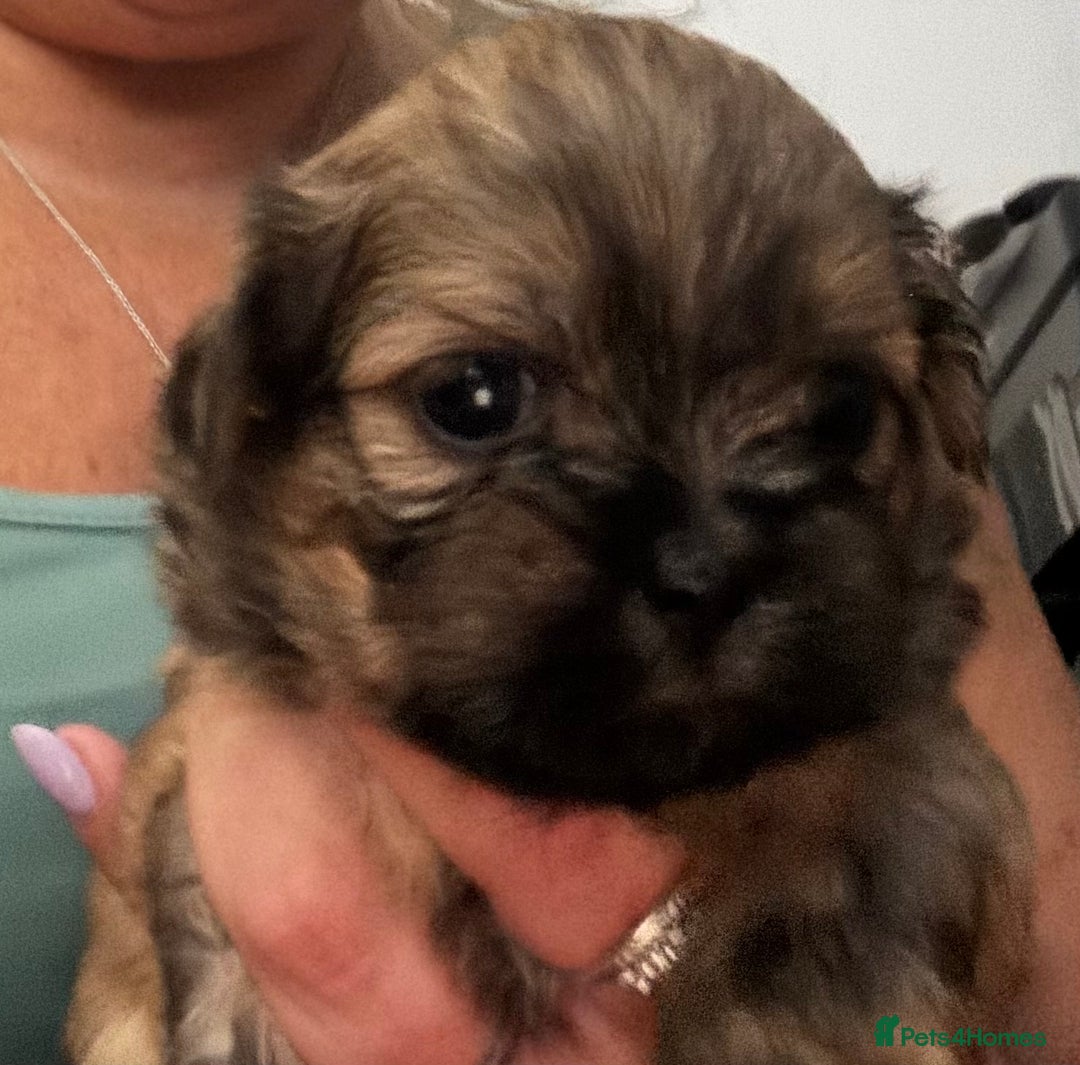 Shih Tzu dogs for sale: Shih tzu  - Image 21
