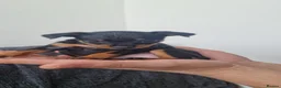 Miniature Pinscher dogs for sale: 4 lovely Puppys Prague Ratter (Pražský Krysařík) - Advert 14