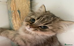 Persian cats for sale: Pure Golden Chinchillas available - Image 2