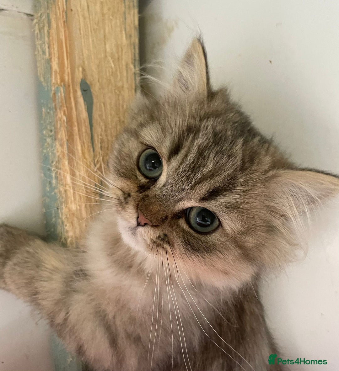 Persian cats for sale: Pure Golden Chinchillas available - Image 2