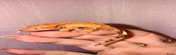 Gecko reptiles for sale: Crested Gecko Babies - Advert 25