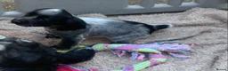 Cocker Spaniel dogs for sale: Blue Roan Cocker Spaniel  in Halifax - Advert 3