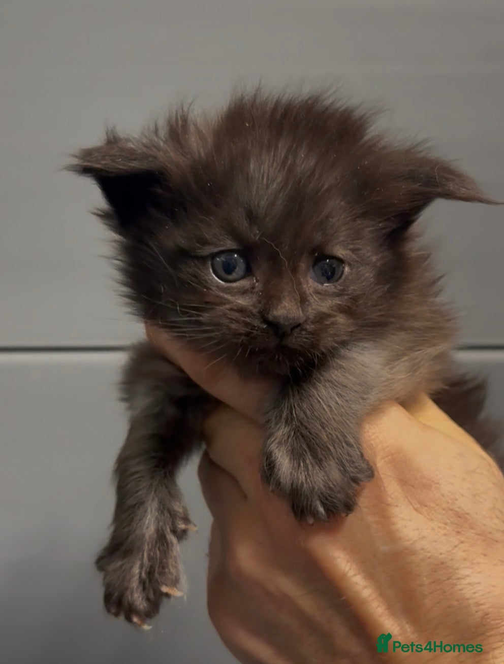 Maine Coon cats XL maine coon kittens Russia bloodlines  - Advert 13