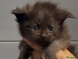 Maine Coon cats XL maine coon kittens Russia bloodlines - Advert 4