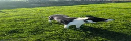 Border Collie dogs for sale: Bryn black and white collie - Advert 3