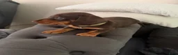 Miniature Dachshund dogs for sale: KC Reg Miniature Chocolate & Tan Dachshunds - Advert 6