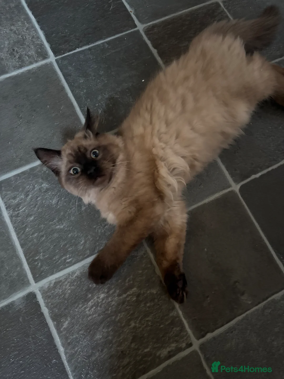 Ragdoll cats for sale: Beautiful ragdoll kittens  - Advert 10