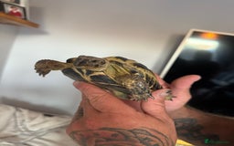 Tortoise reptiles for sale: African leopard & horsefield tortoises  - Image 7