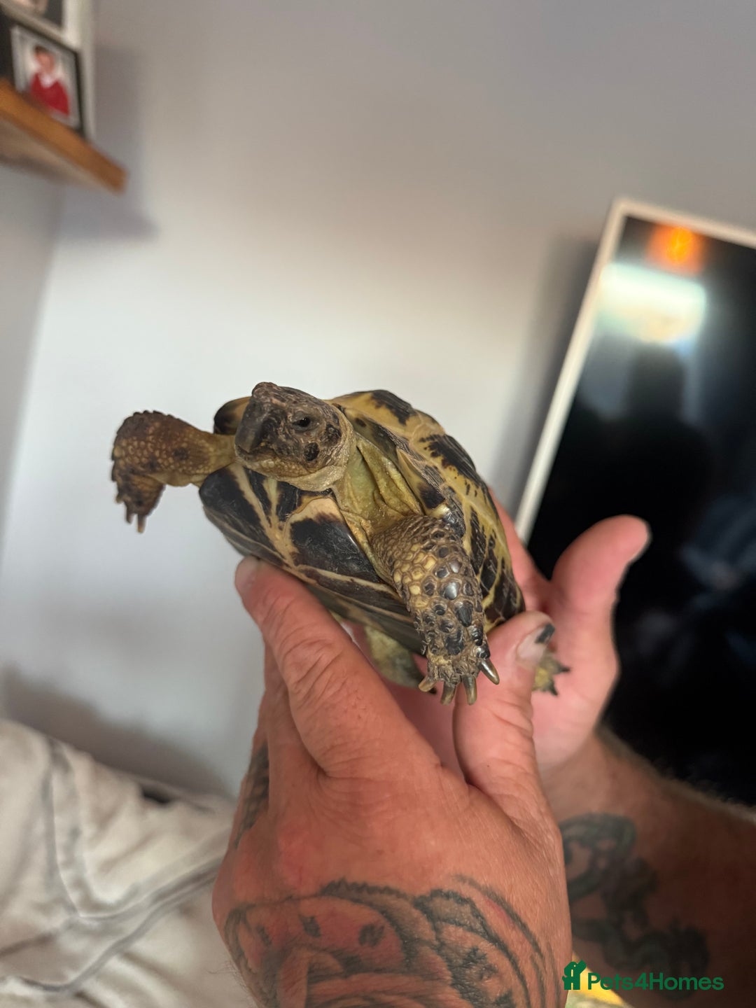 Tortoise reptiles for sale: African leopard & horsefield tortoises  - Image 7
