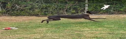 Greyhound dogs for adoption: Oliver - Advert 3