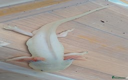 Axolotl reptiles for sale: 3 axolotyls available  - Image 2