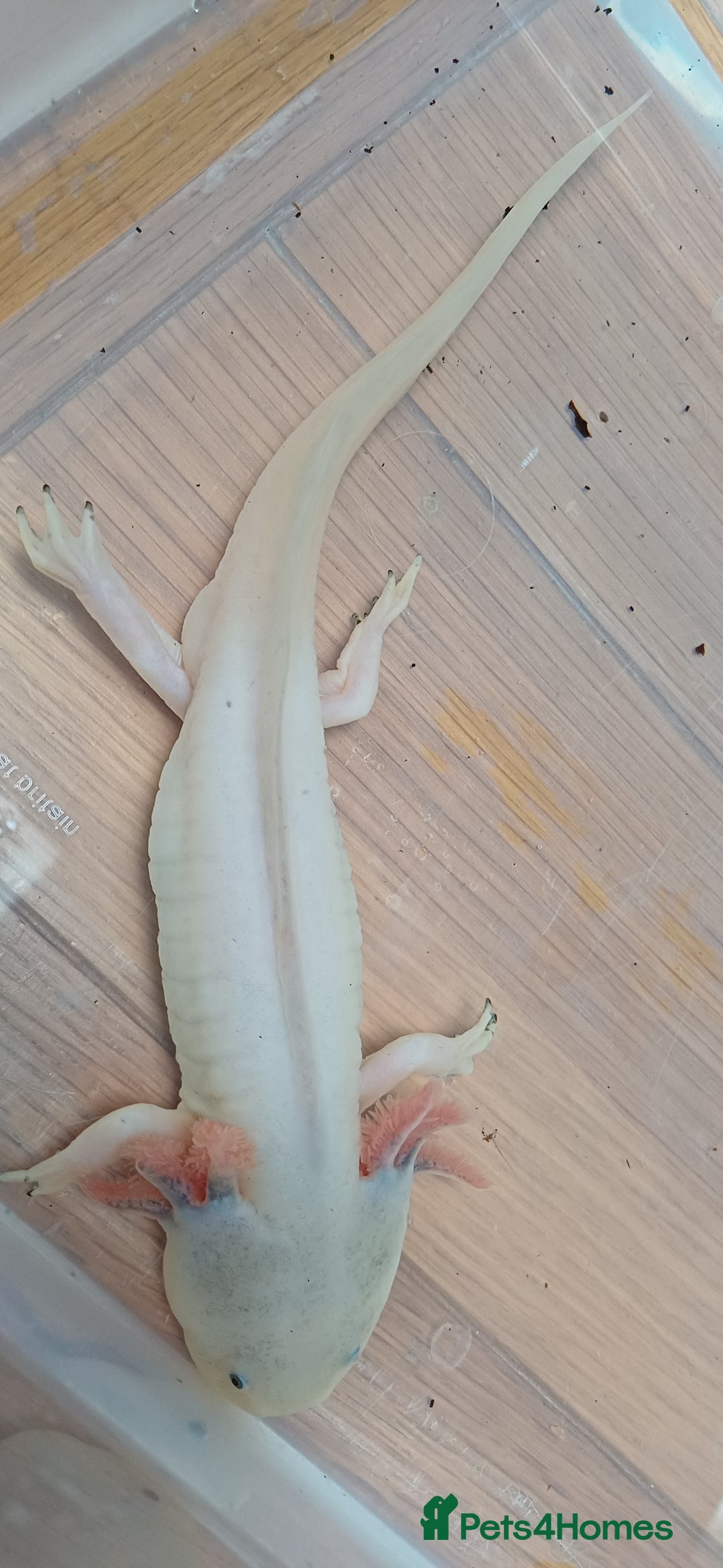Axolotl reptiles for sale: 3 axolotyls available  - Image 2