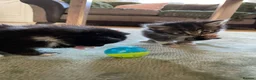 Mixed Breed cats for sale: 5 adorable fur balls   in Manchester - Advert 6