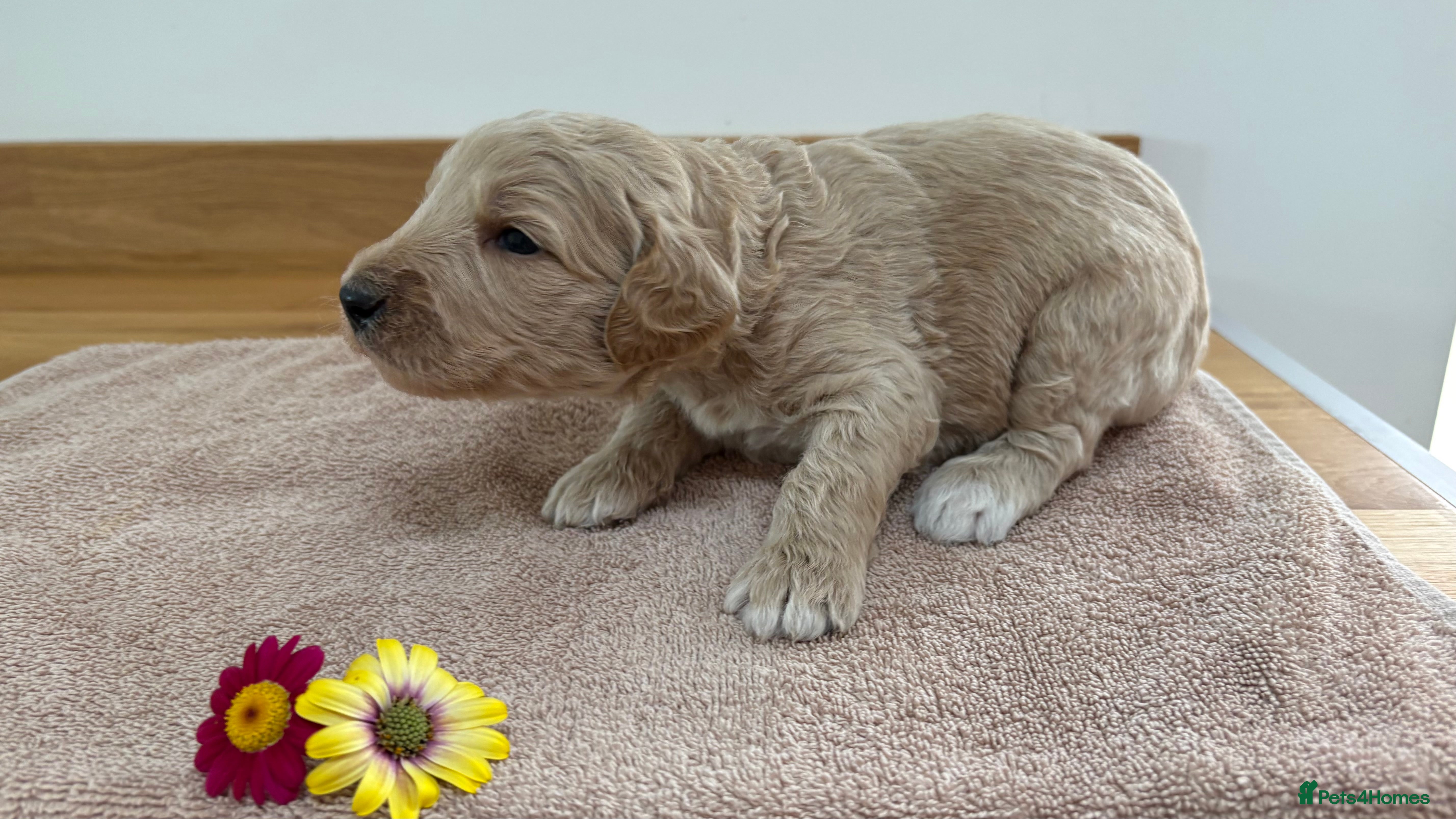 Goldendoodle dogs for sale: Golden doodle puppies from a loving home - Advert 9