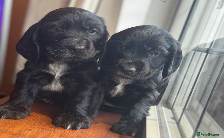 Cocker Spaniel dogs - Advert 14