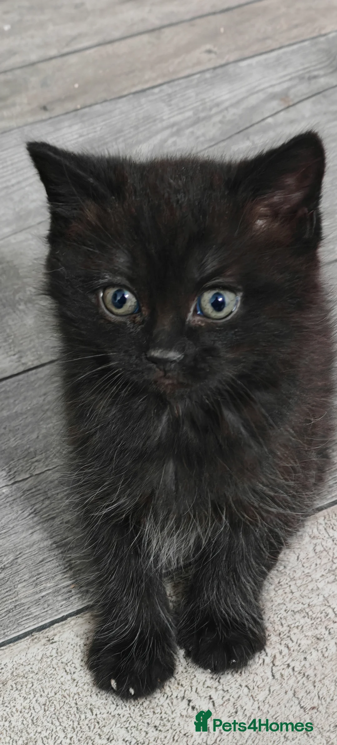 Mixed Breed cats for sale: 🐾 Adorable PersianX Kittens.Read description🐾  - Advert 2