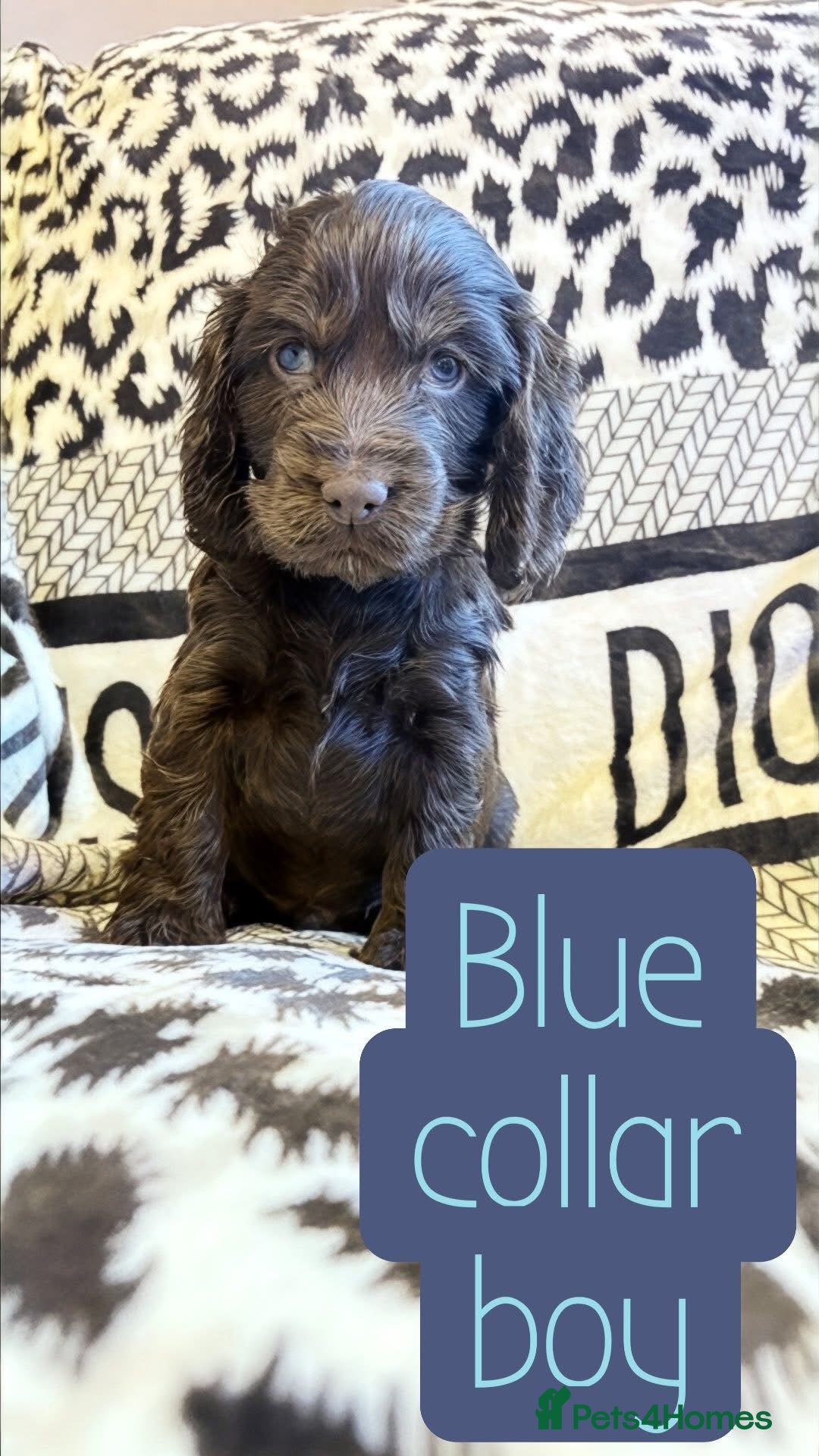 Cocker Spaniel dogs Beautiful show cocker puppies  - Advert 14