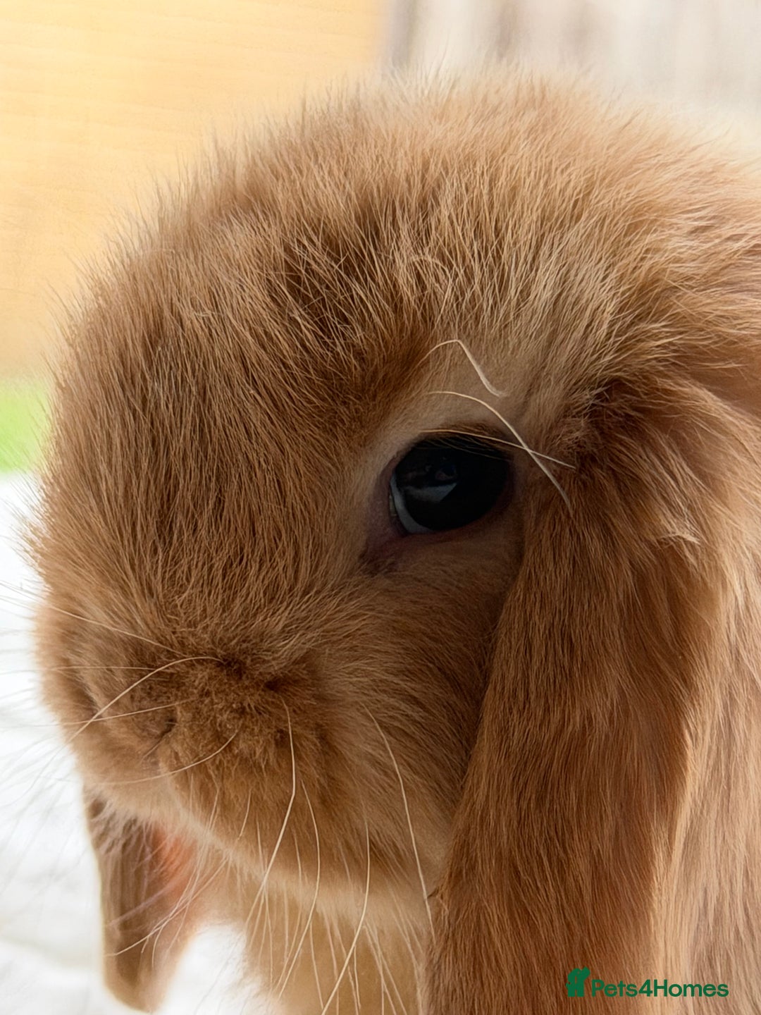 Mini Lop rabbits for sale: Mini lop - Advert 9
