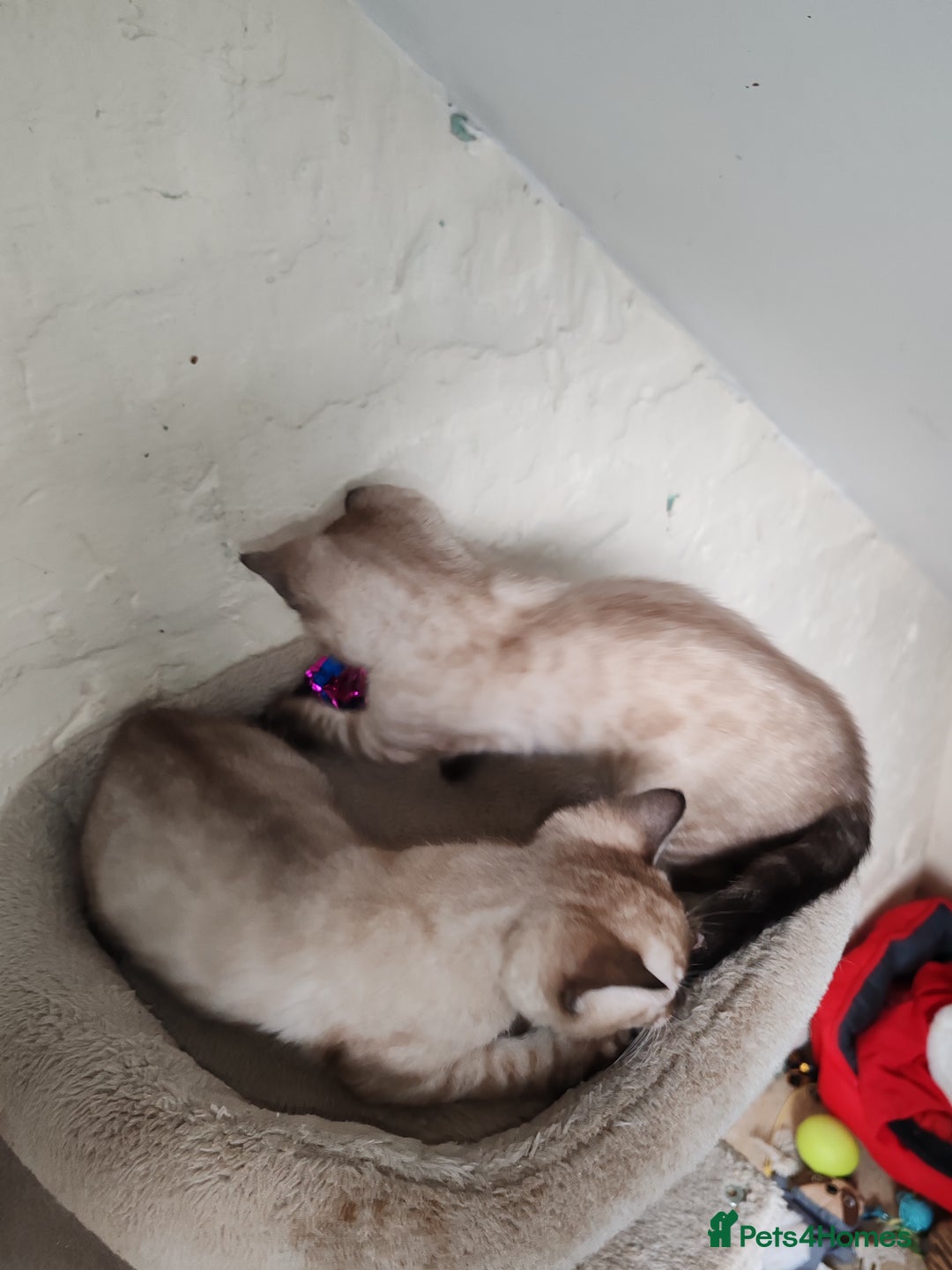 Bengal cats for sale: Snow lynx bengal kittens - Advert 8