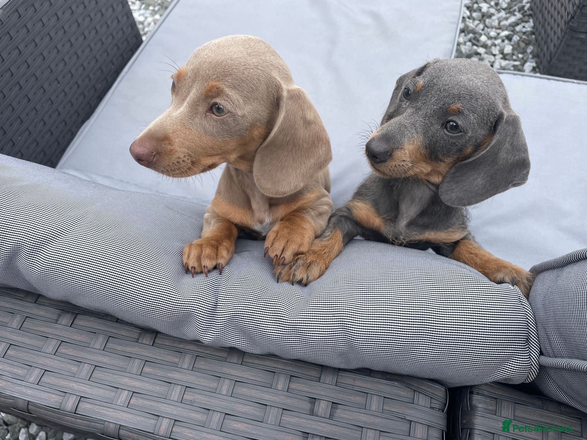 Dachshund dogs Beautiful Miniature Dachshund Puppies - Advert 1
