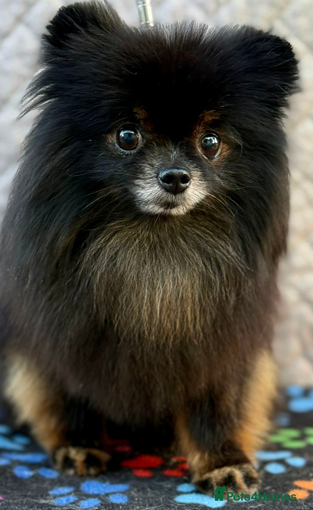 Pomeranian dogs for adoption: Gucci’s Story: A Precious Life Almost Lost - Image 5
