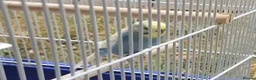 Budgerigars birds for sale: Budgies parrot - yellow and blue in Basingstoke - Advert 2