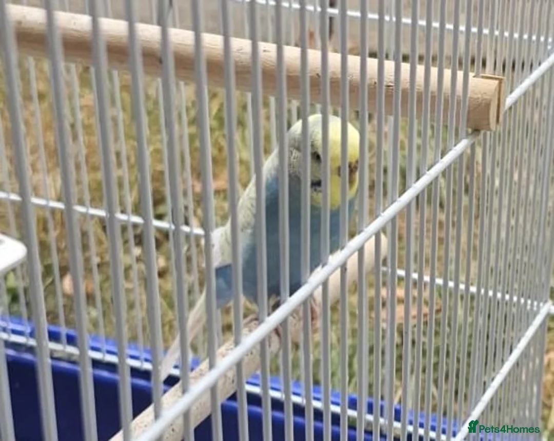 Budgerigars birds for sale: Budgies parrot - yellow and blue in Basingstoke - Advert 2