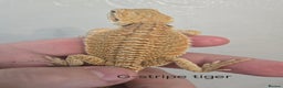 Bearded Dragon reptiles for sale: Variety of bearded dragon babies  - Advert 13