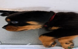 Rottweiler dogs for sale: Male rottweiler for sale  - Image 2