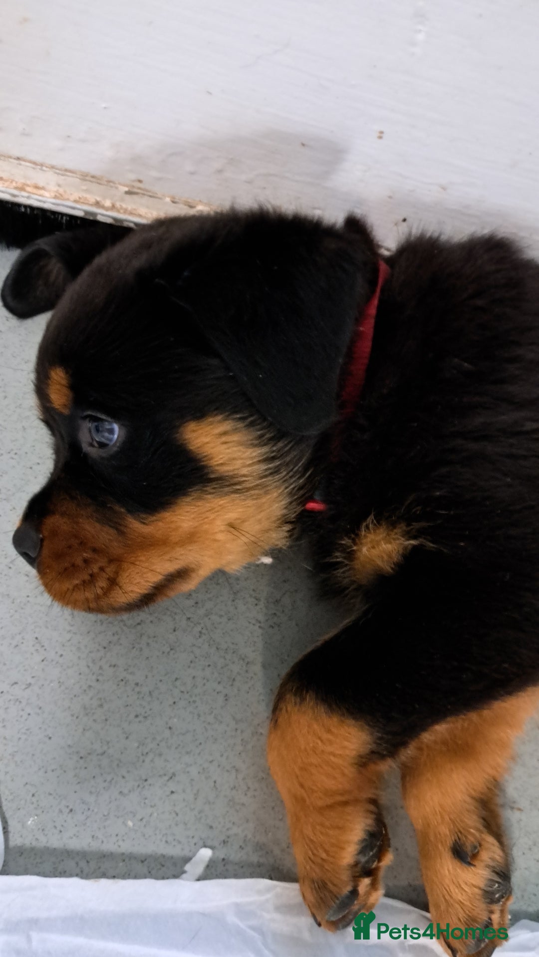 Rottweiler dogs for sale: Male rottweiler for sale  - Image 2