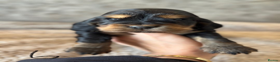 Cocker Spaniel Puppy 6