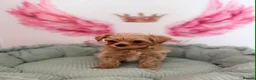 Maltipoo dogs for sale: Unique Love -Tiny Asian Maltipoo  - Advert 12