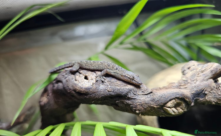 Gecko reptiles - Advert 2