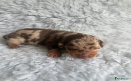 Miniature Dachshund dogs for sale: Kennel Club Miniature Dachshunds - Image 8