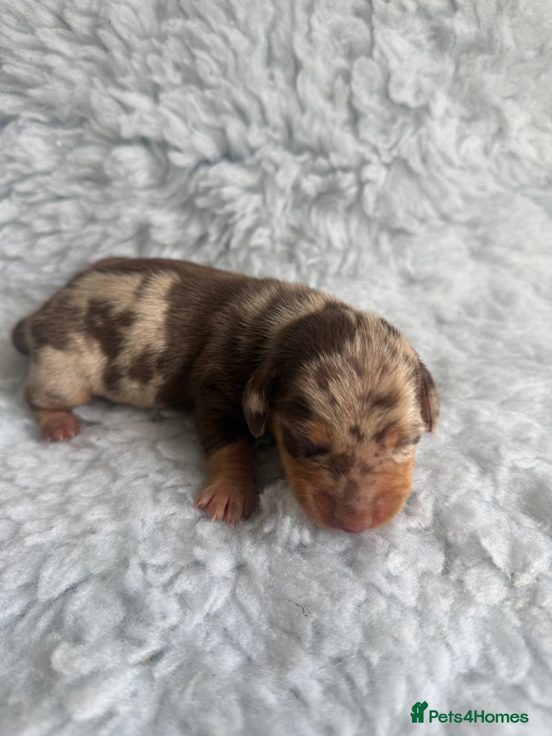 Miniature Dachshund dogs for sale: Kennel Club Miniature Dachshunds - Image 8