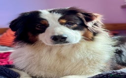 Australian Shepherd dogs for sale: Superbly Bred, Top Quality Pups - Image 11