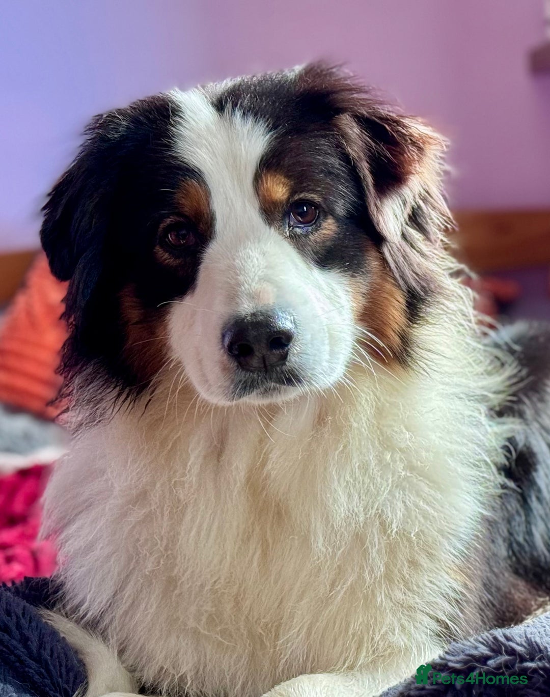Australian Shepherd dogs for sale: Superbly Bred, Top Quality Pups - Image 11