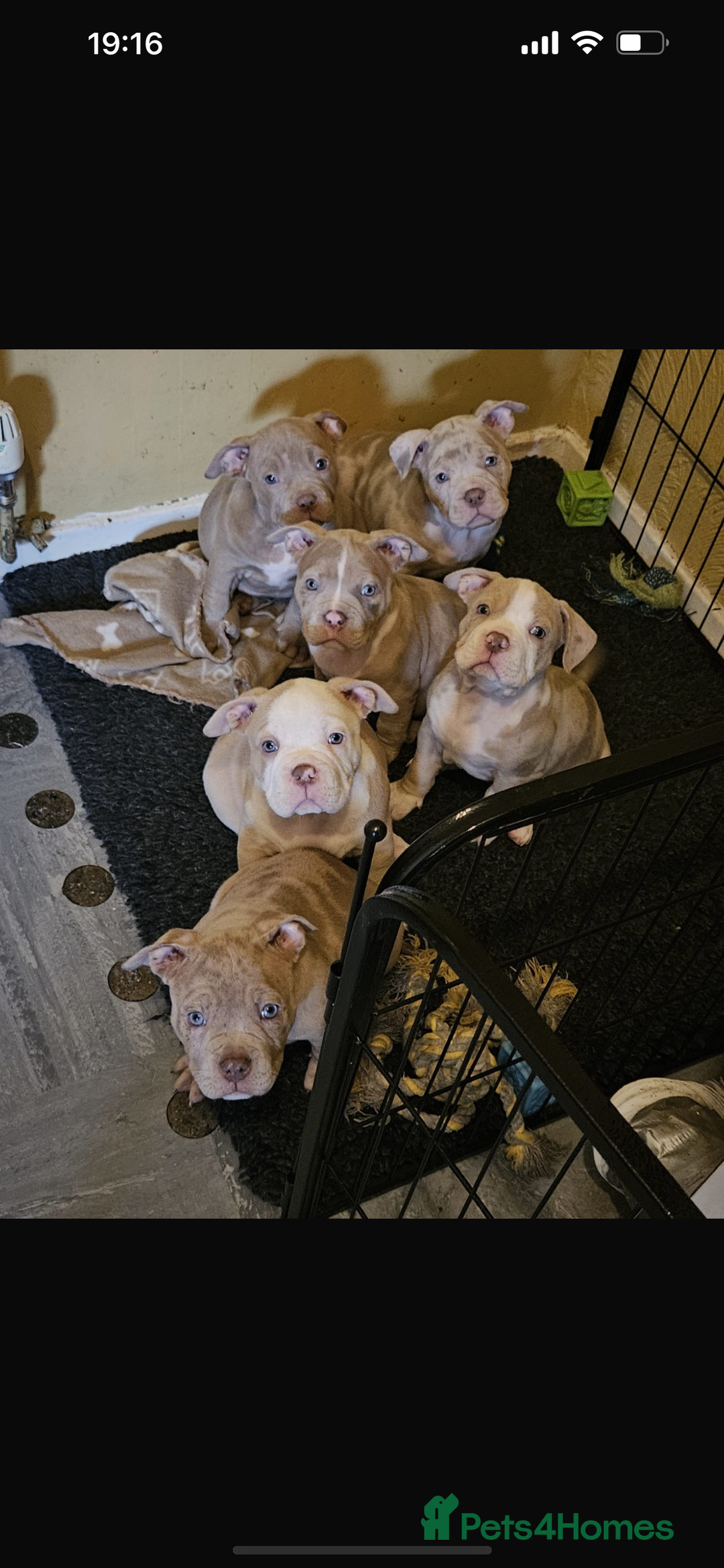 American Bully dogs for sale: One year old male Pocket Bully - Image 8