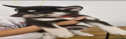 Siberian Husky dogs for sale: 5 Boys & 2 Girls Siberian Huskies – b. 21/5/26 - Advert 5