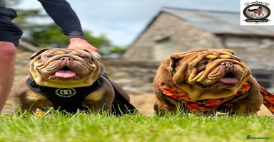 English Bulldog dogs - Advert 2