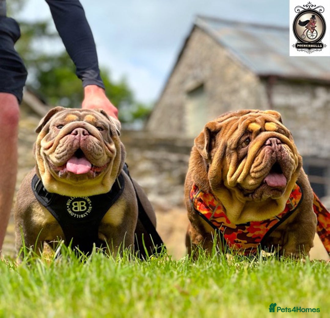 English Bulldog dogs for sale: 2 Top quality English bulldogs - Image 3