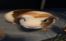 Guinea Pig rodents for sale: 2 male guinea pigs - Image 6