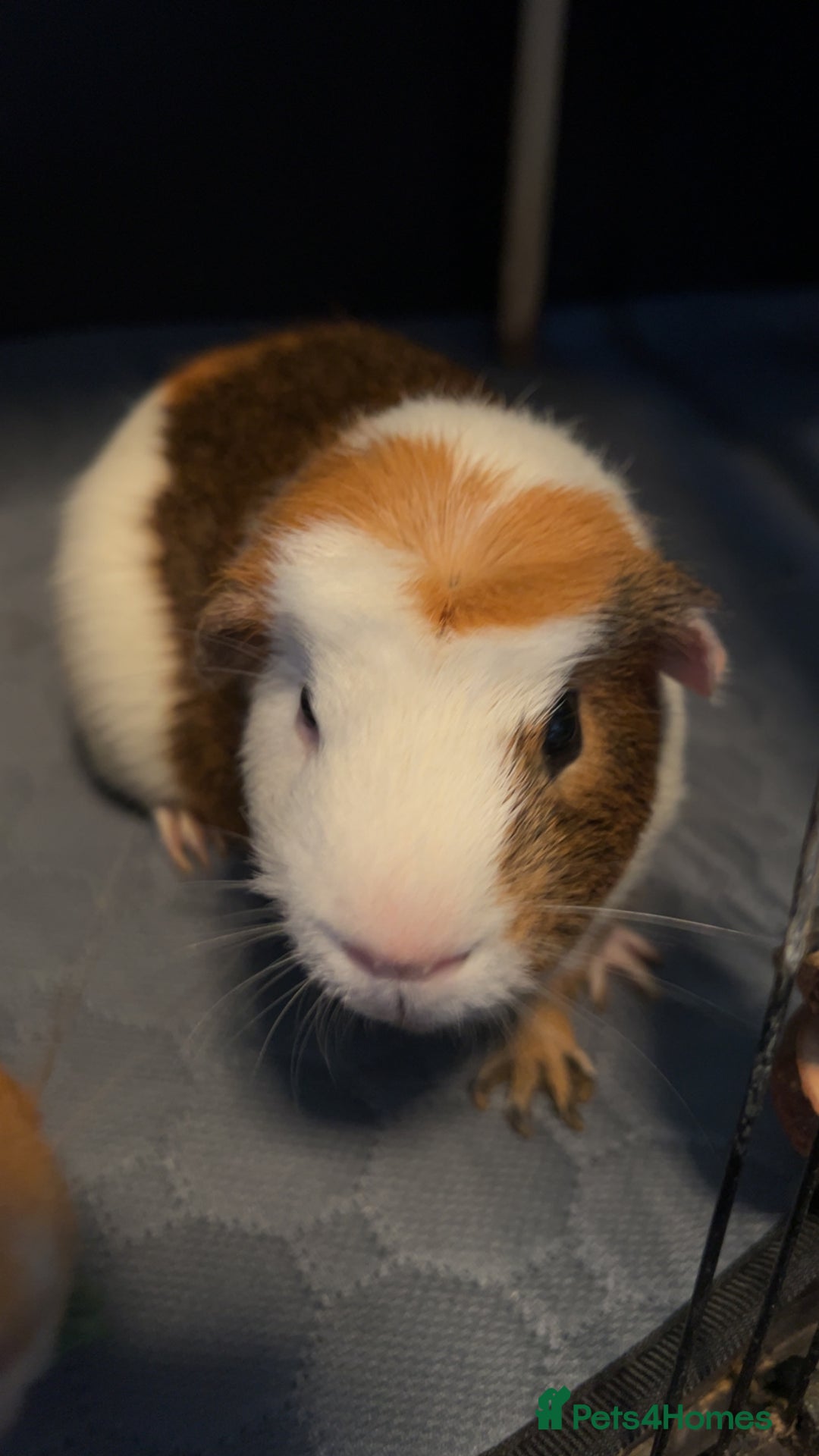 Guinea Pig rodents for sale: 2 male guinea pigs - Image 6