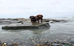 Cocker Spaniel dogs for sale: Tally - Image 9
