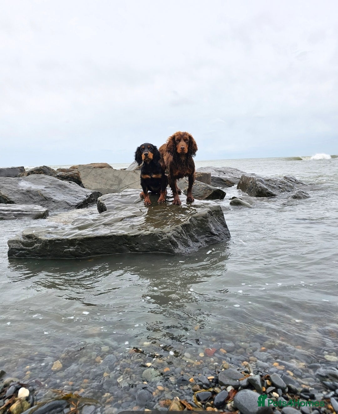 Cocker Spaniel dogs for sale: Tally - Image 9