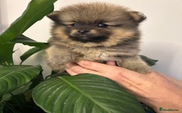 Pomeranian dogs for sale: Kc reg. Show quality 3 Pomeranian girls - Image 20