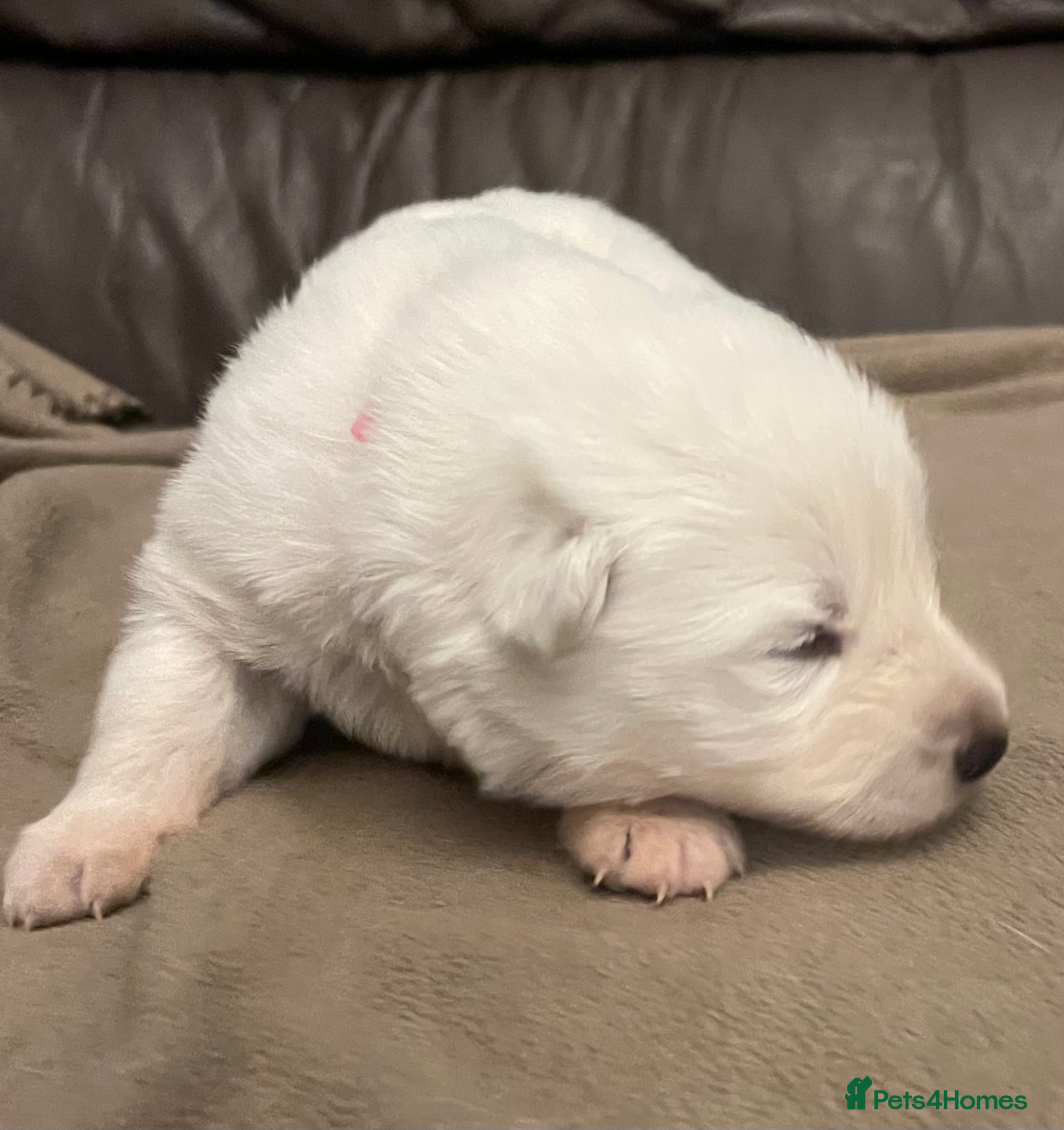 German Shepherd dogs Stunning Mix KC Registered Long Hair GSD DM Clear - Advert 2